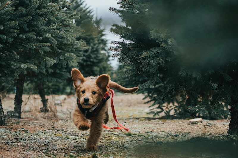 This pup is on his way for his 7 in 1 puppy shot booster!