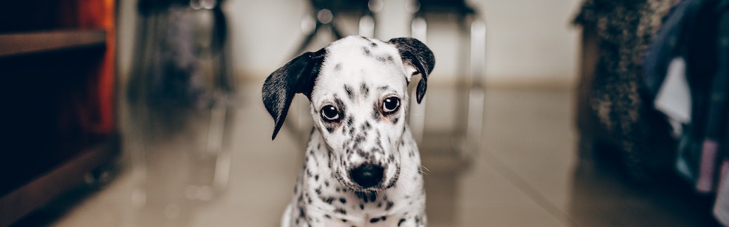 pet insurance claim denial