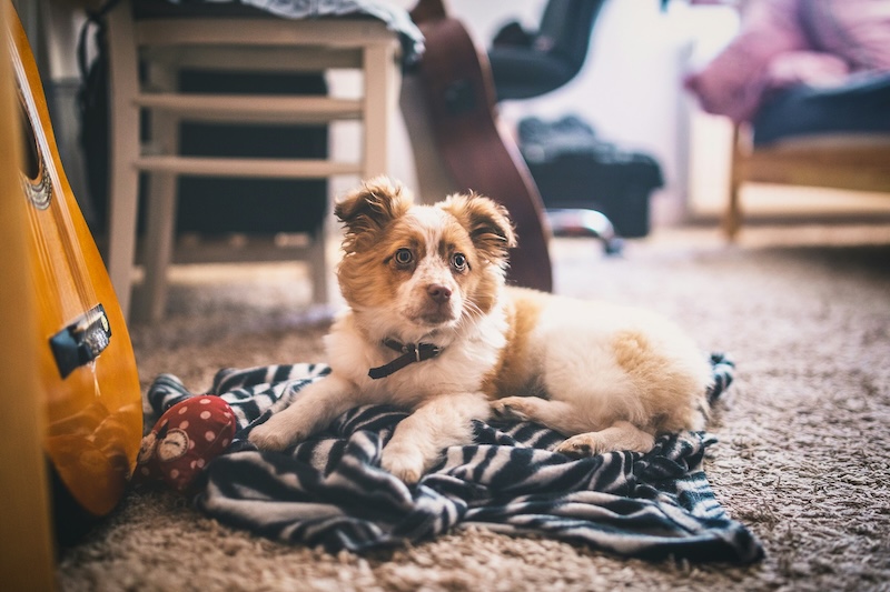 Puppies are the best, but may cause some mischief on your carpet.