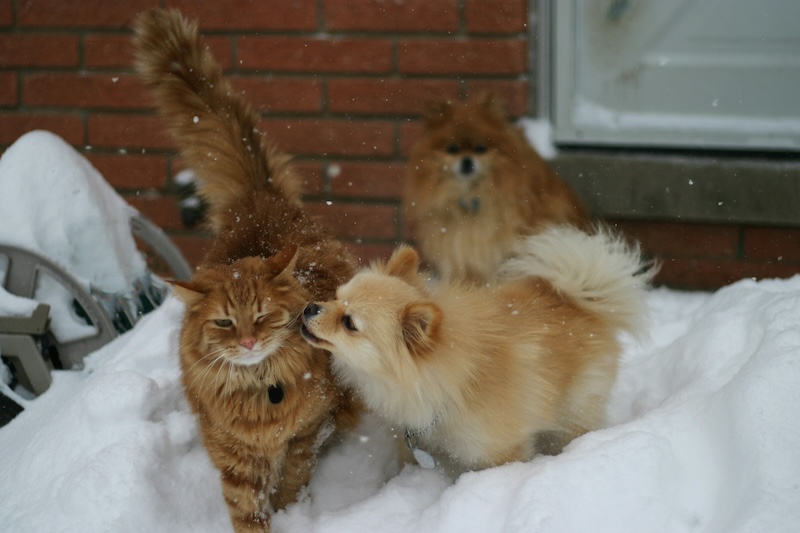 This feline's canine sibling is reminding them to keep warm.