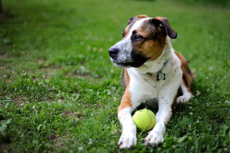 #8 most suitable for seniors: mixed breed