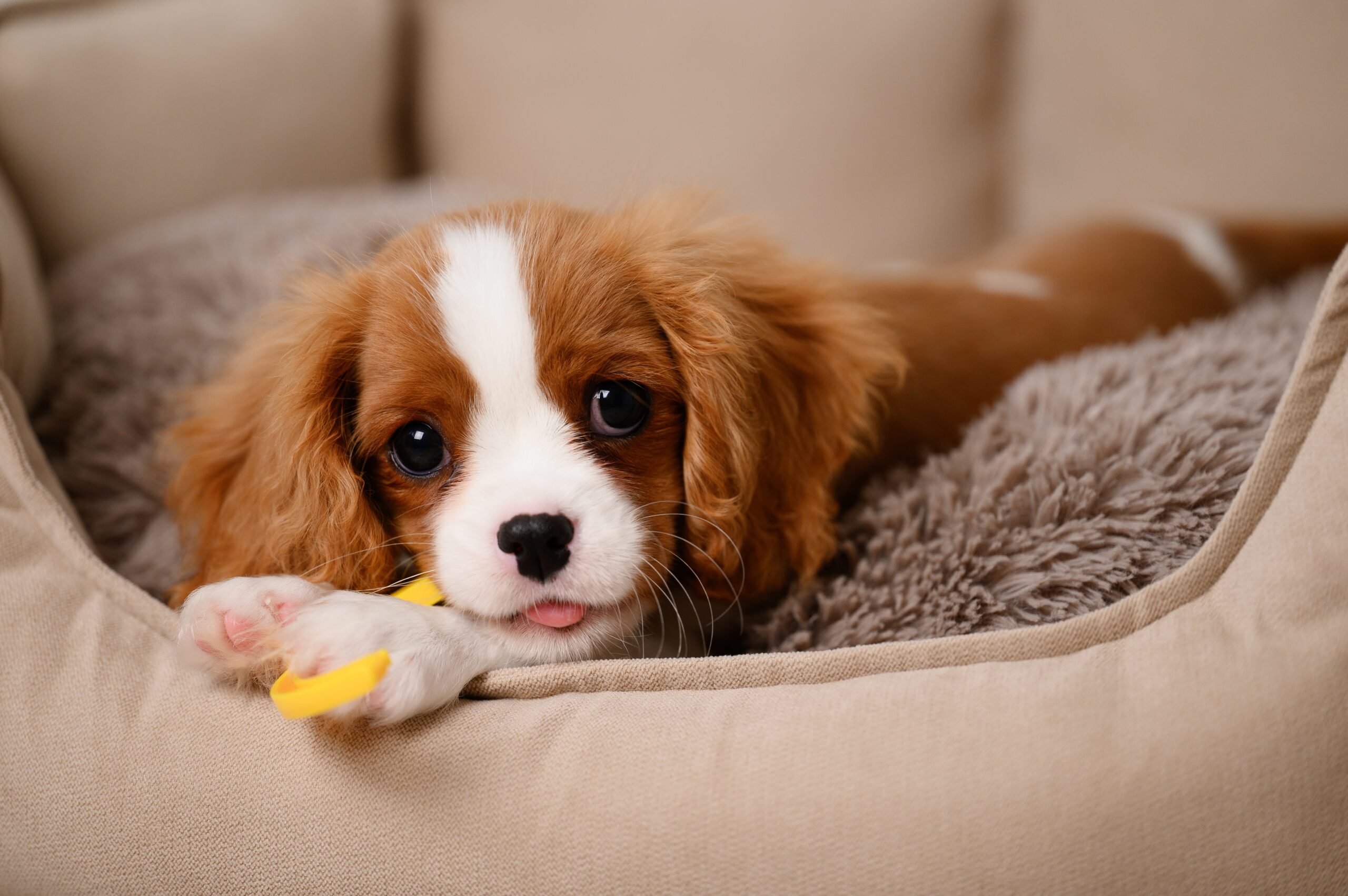 How To Tell If My Puppy Is Sick
